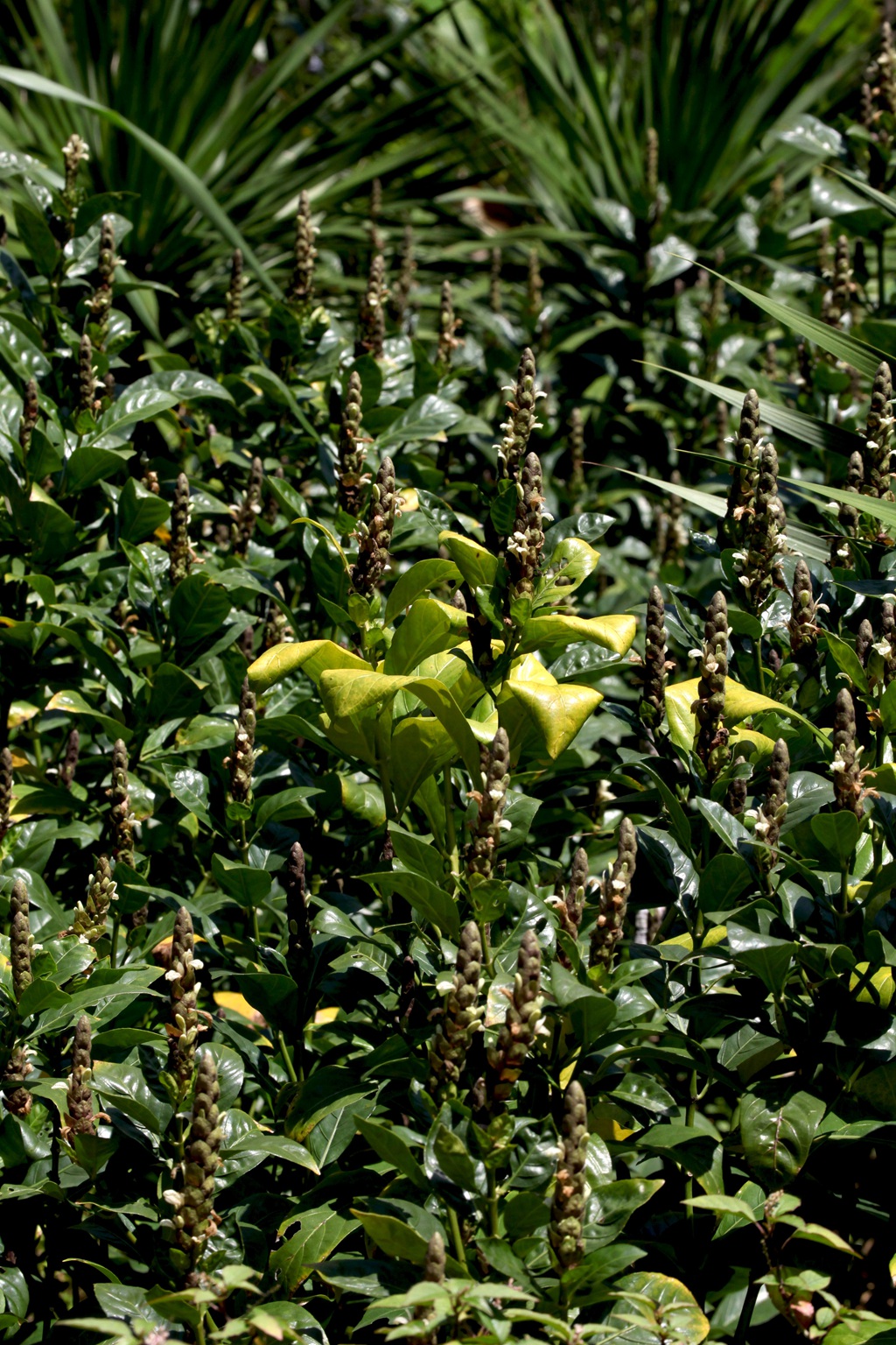 全草可入药，生长茂盛的黑叶小驳骨全草，果实高清图片