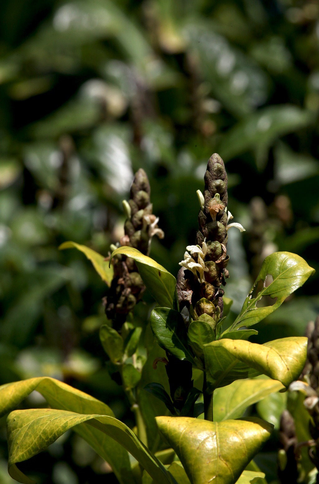 全草可入药，生长茂盛的黑叶小驳骨全草，果实高清图片