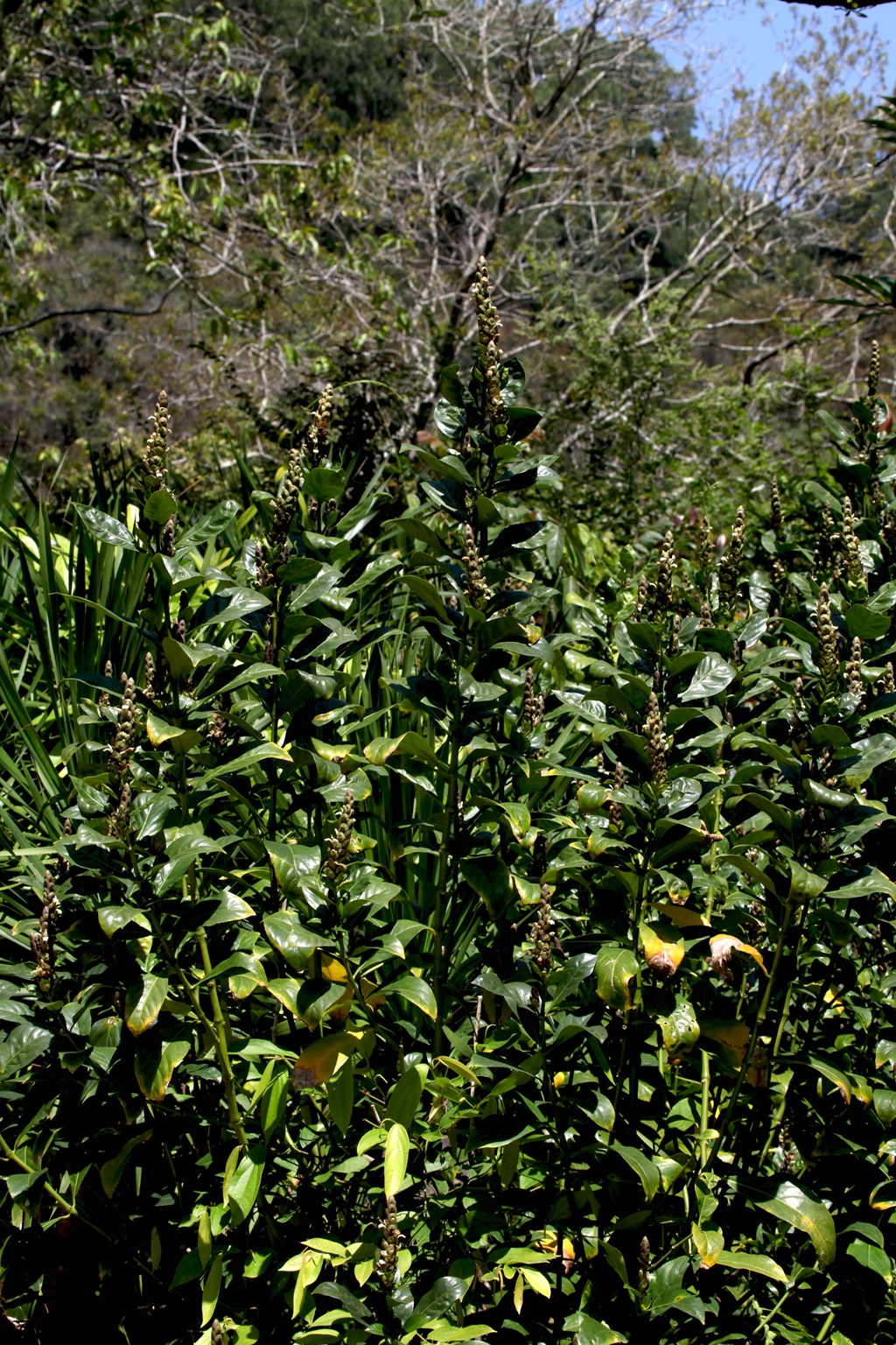 全草可入药，生长茂盛的黑叶小驳骨全草，果实高清图片
