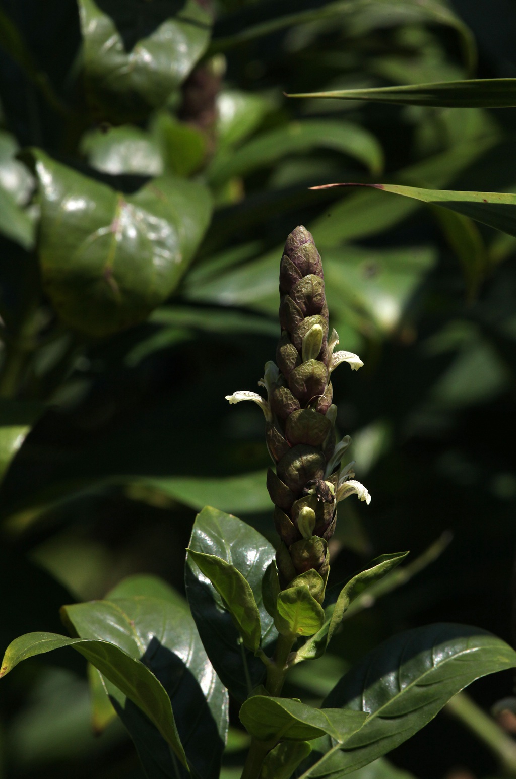 全草可入药，生长茂盛的黑叶小驳骨全草，果实高清图片
