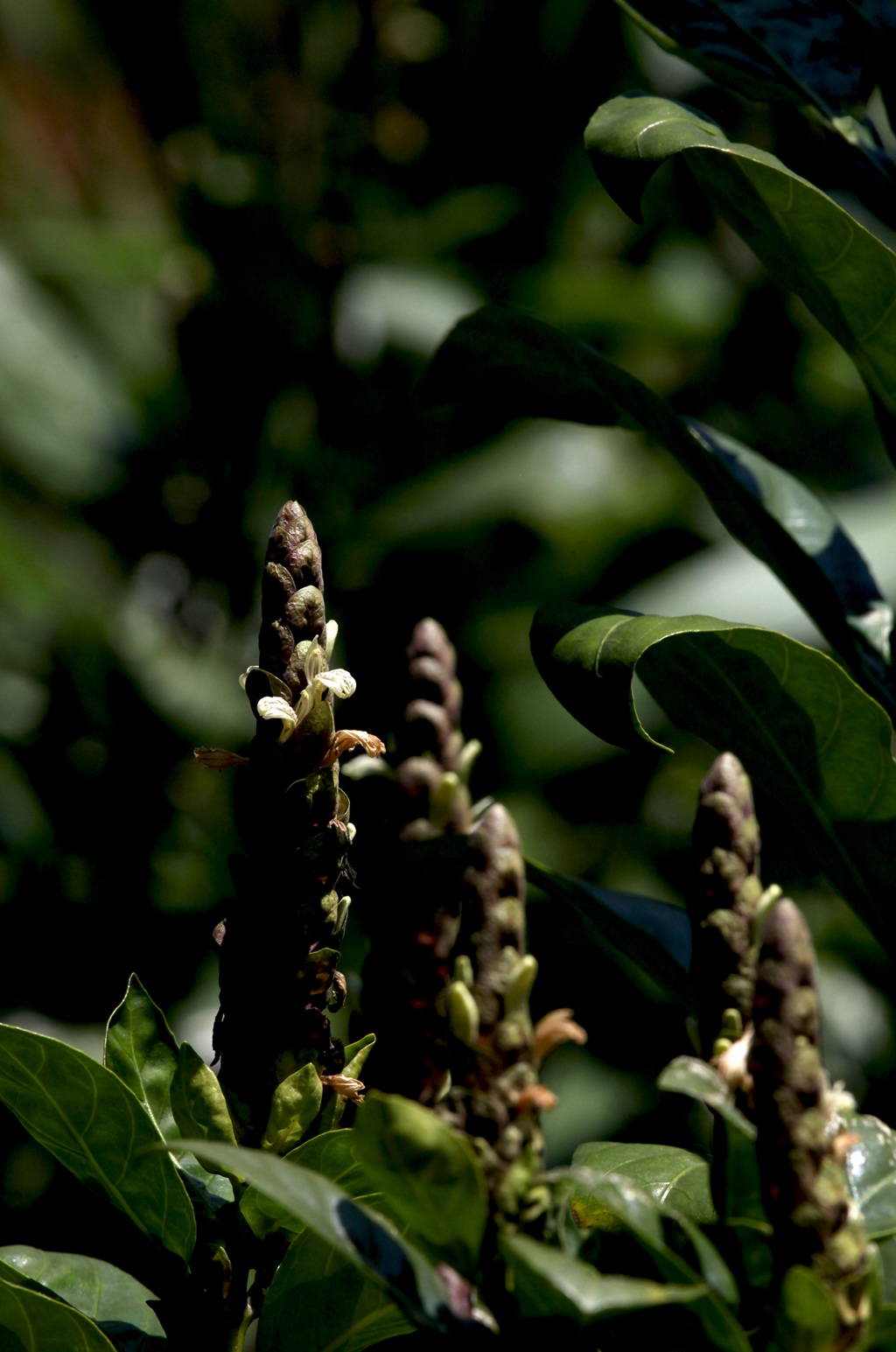 全草可入药，生长茂盛的黑叶小驳骨全草，果实高清图片