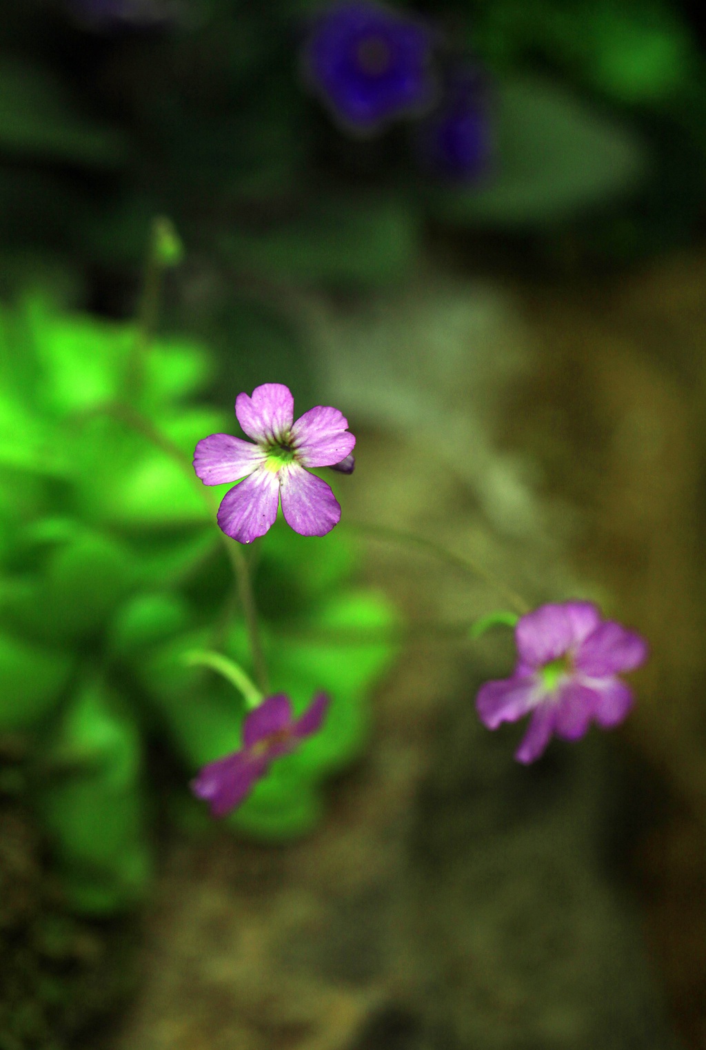 开着紫色或蓝色小花朵的食虫植物捕虫堇高清图片