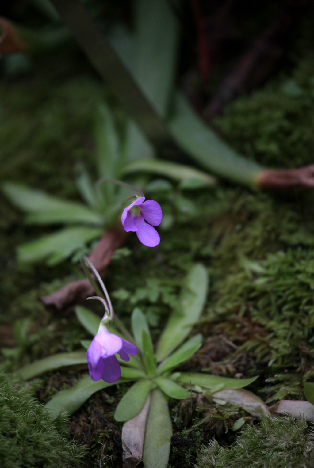 开着紫色或蓝色小花朵的食虫植物捕虫堇高清图片