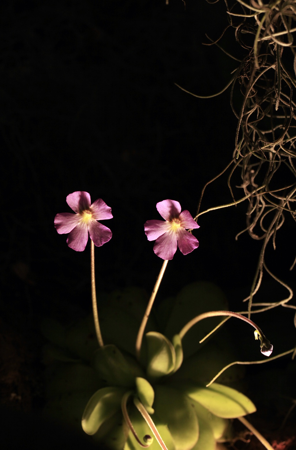 开着紫色或蓝色小花朵的食虫植物捕虫堇高清图片
