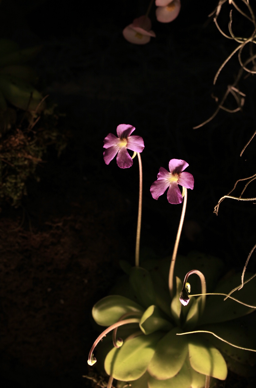开着紫色或蓝色小花朵的食虫植物捕虫堇高清图片