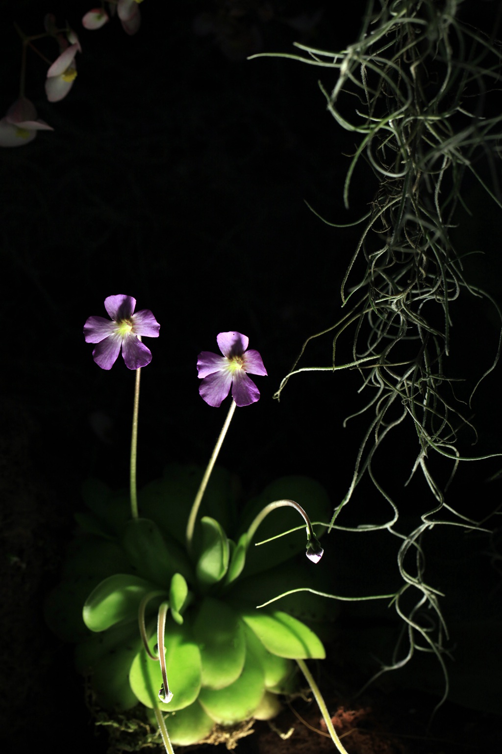 开着紫色或蓝色小花朵的食虫植物捕虫堇高清图片