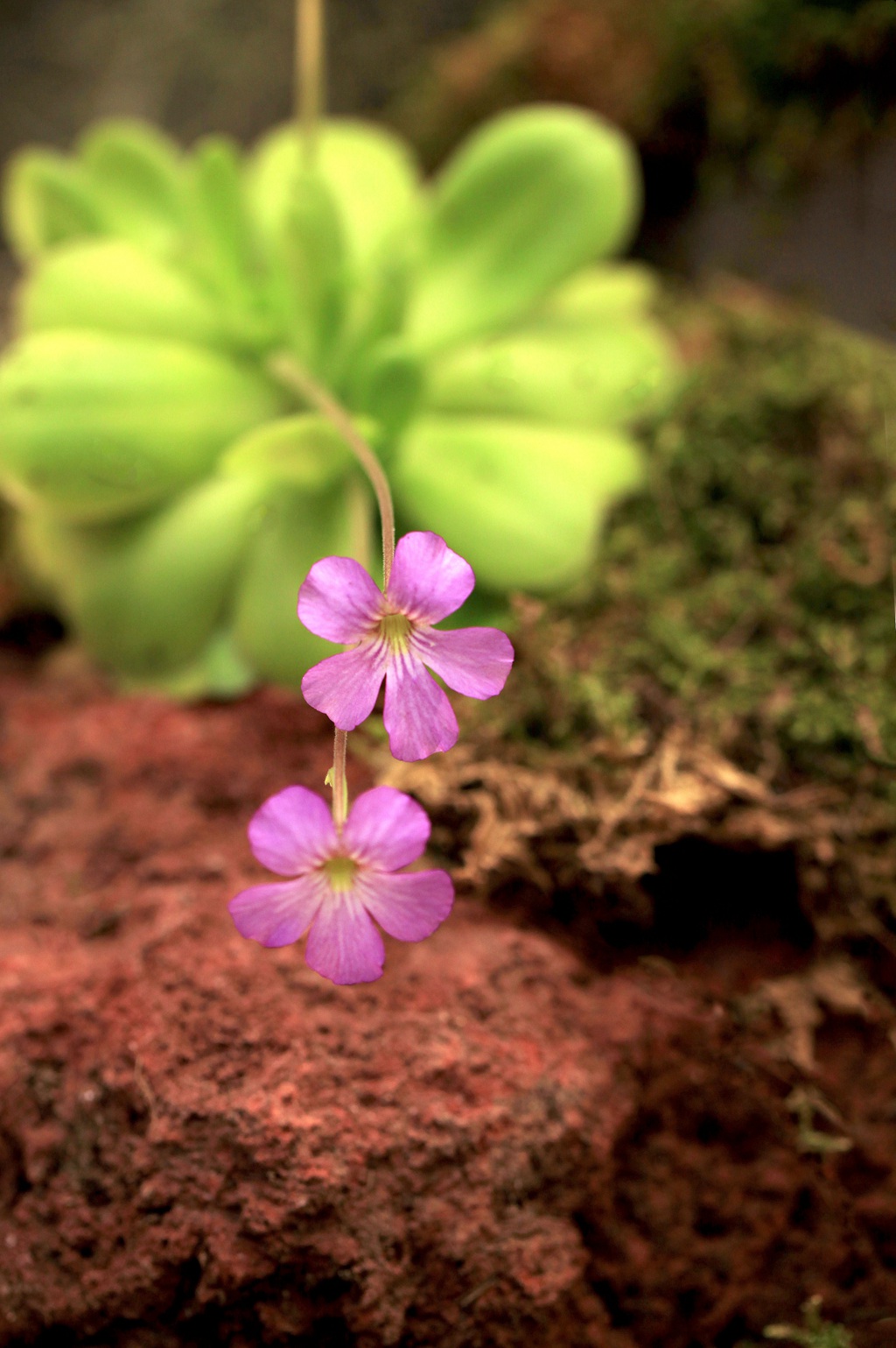 开着紫色或蓝色小花朵的食虫植物捕虫堇高清图片