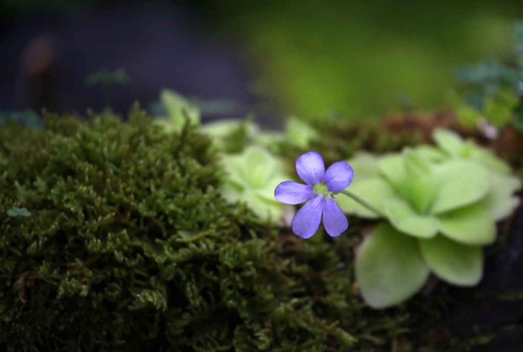 开着紫色或蓝色小花朵的食虫植物捕虫堇高清图片