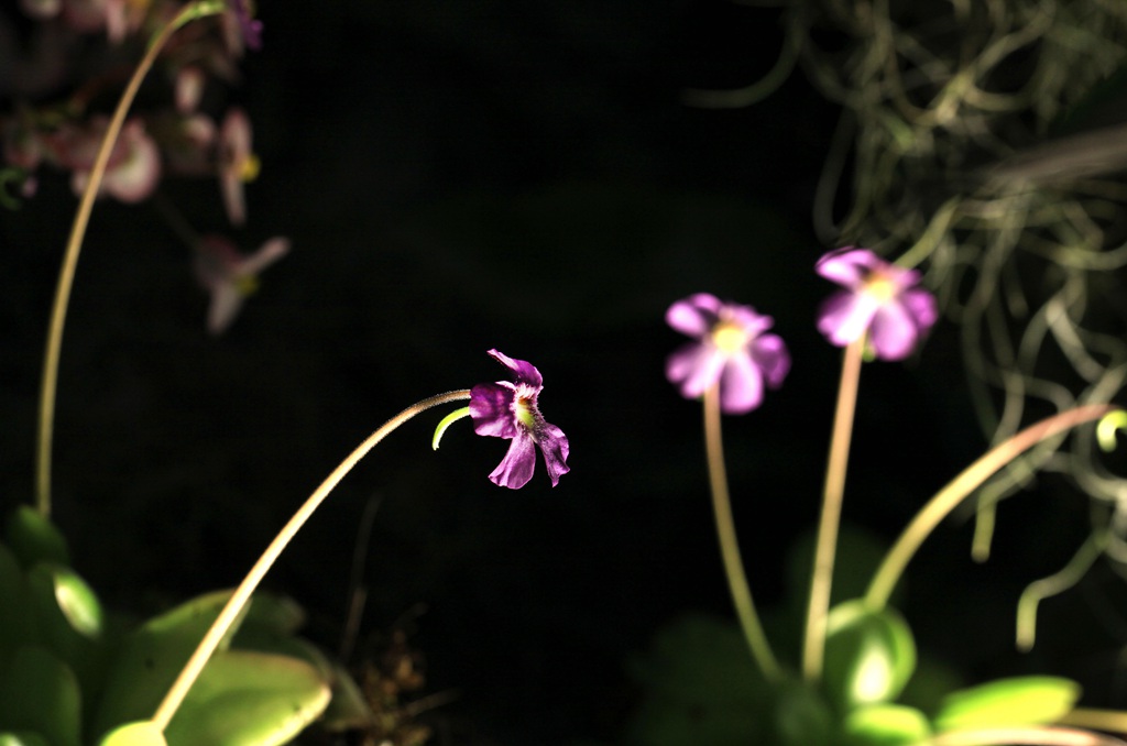 开着紫色或蓝色小花朵的食虫植物捕虫堇高清图片