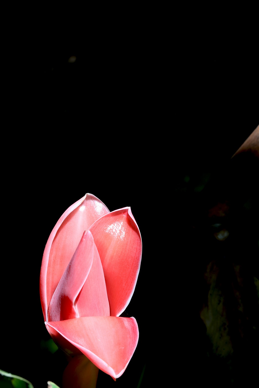 颜色鲜红，形态像蜡的火炬姜（瓷玫瑰）花朵高清图片
