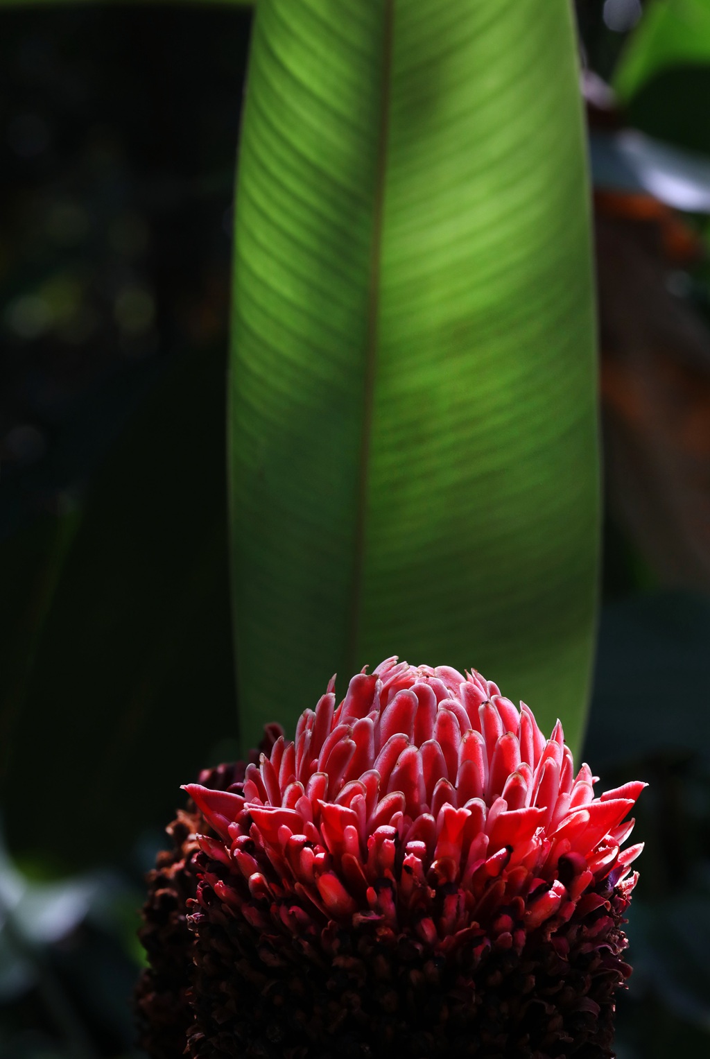 颜色鲜红，形态像蜡的火炬姜（瓷玫瑰）花朵高清图片
