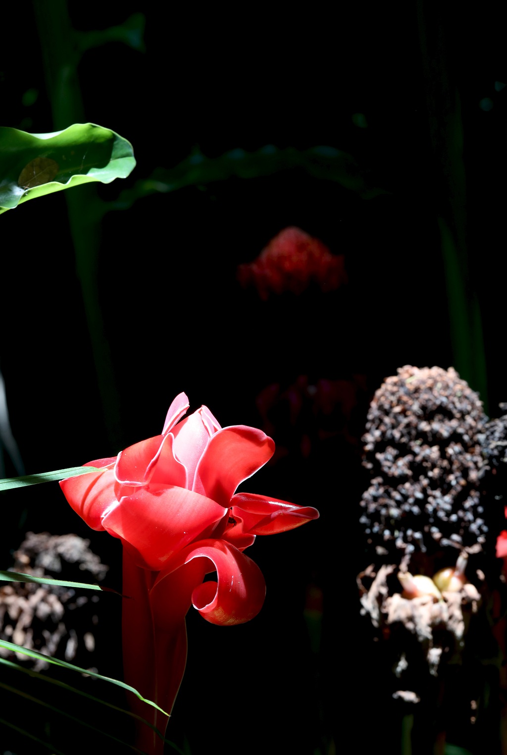 颜色鲜红，形态像蜡的火炬姜（瓷玫瑰）花朵高清图片