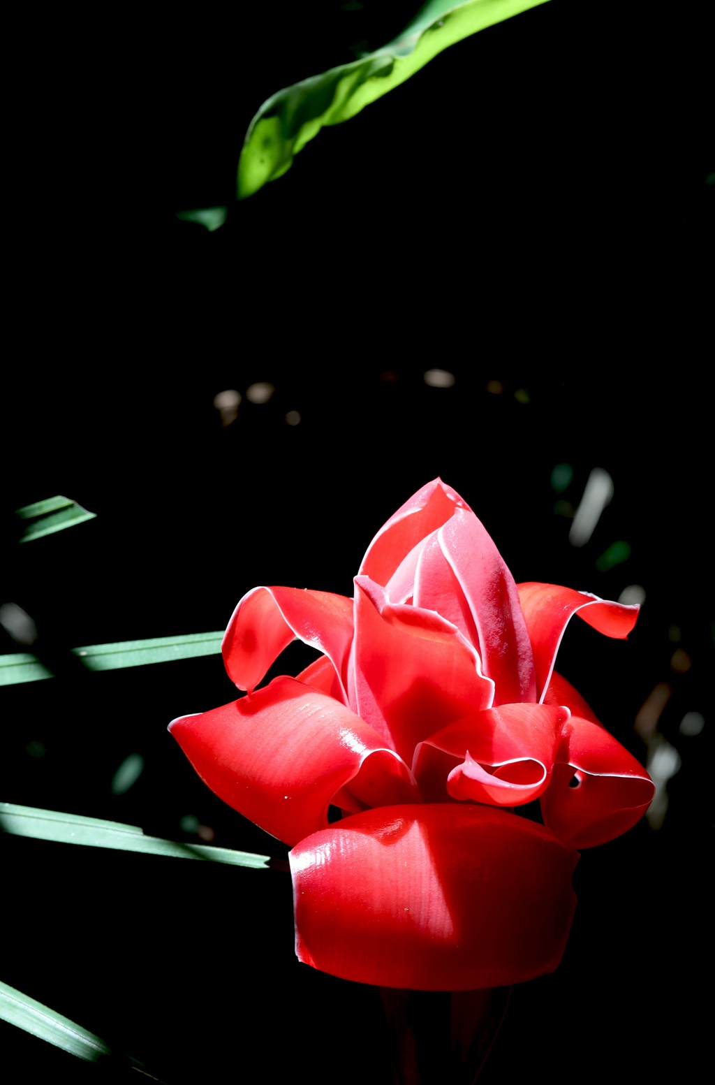 颜色鲜红，形态像蜡的火炬姜（瓷玫瑰）花朵高清图片