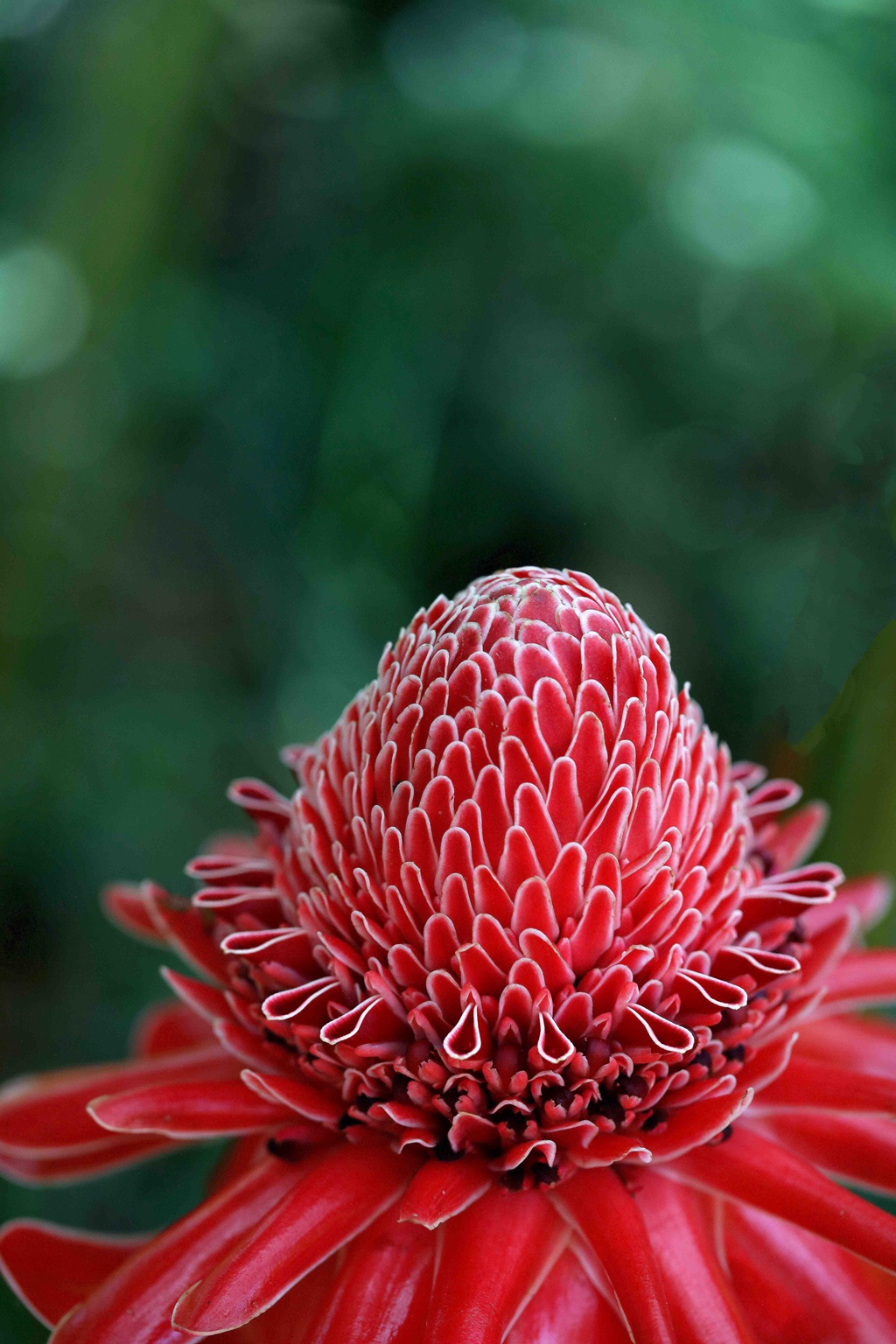 颜色鲜红，形态像蜡的火炬姜（瓷玫瑰）花朵高清图片