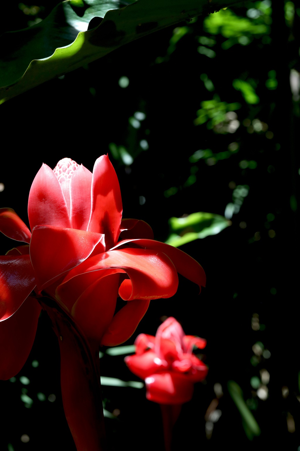 颜色鲜红，形态像蜡的火炬姜（瓷玫瑰）花朵高清图片