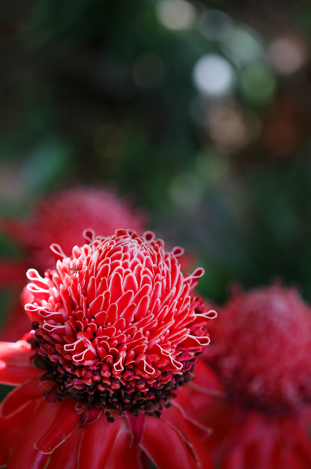 颜色鲜红，形态像蜡的火炬姜（瓷玫瑰）花朵高清图片