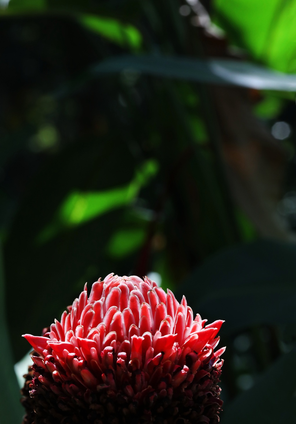 颜色鲜红，形态像蜡的火炬姜（瓷玫瑰）花朵高清图片