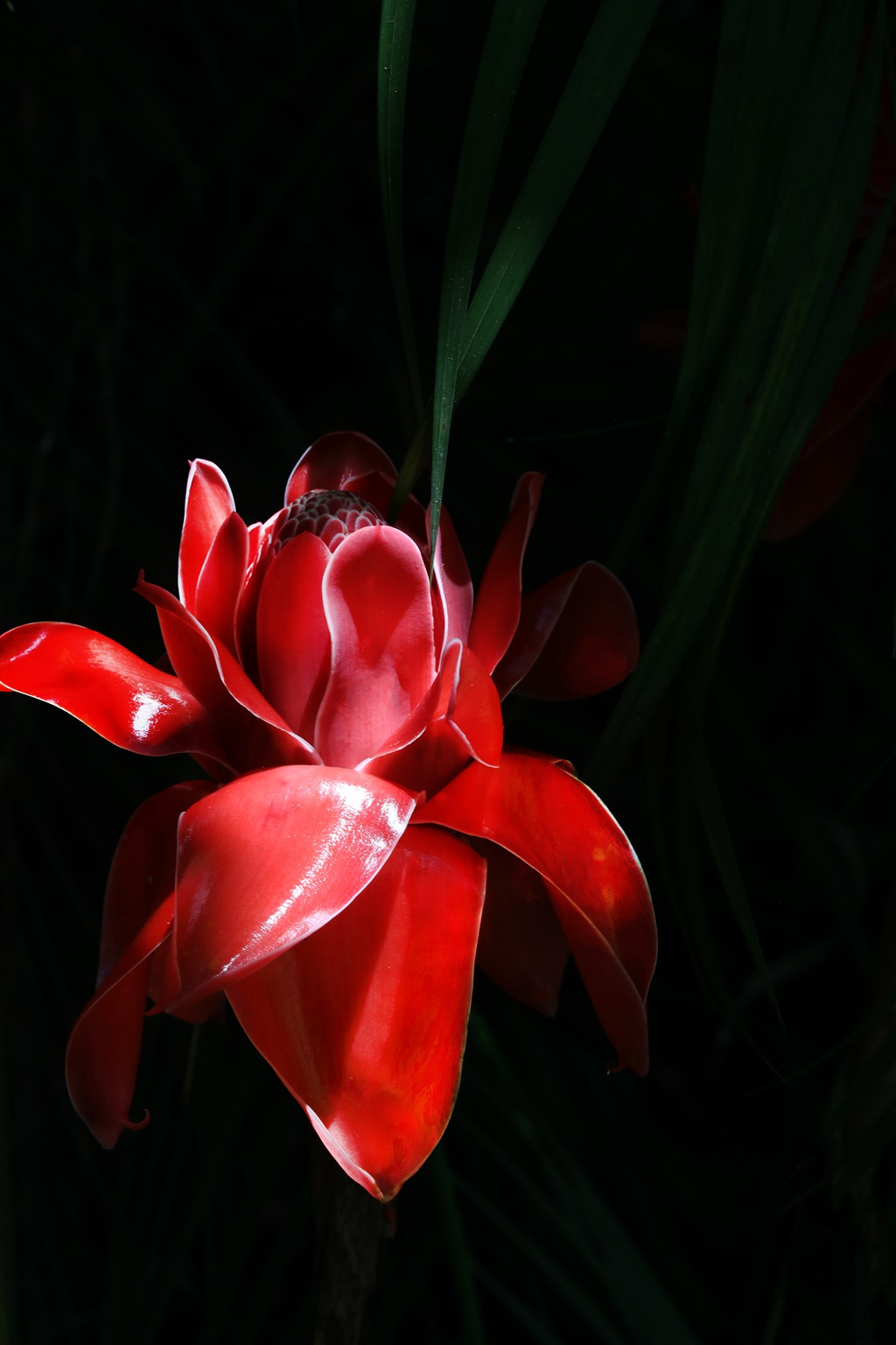 颜色鲜红，形态像蜡的火炬姜（瓷玫瑰）花朵高清图片