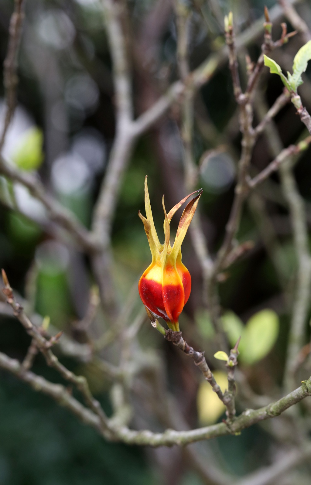 栀子图片，栀子树，栀子叶，栀子果实图片