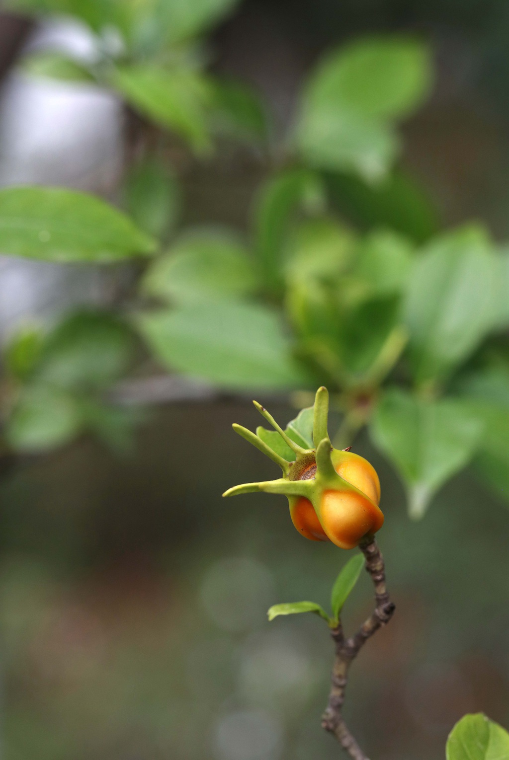 栀子图片，栀子树，栀子叶，栀子果实图片