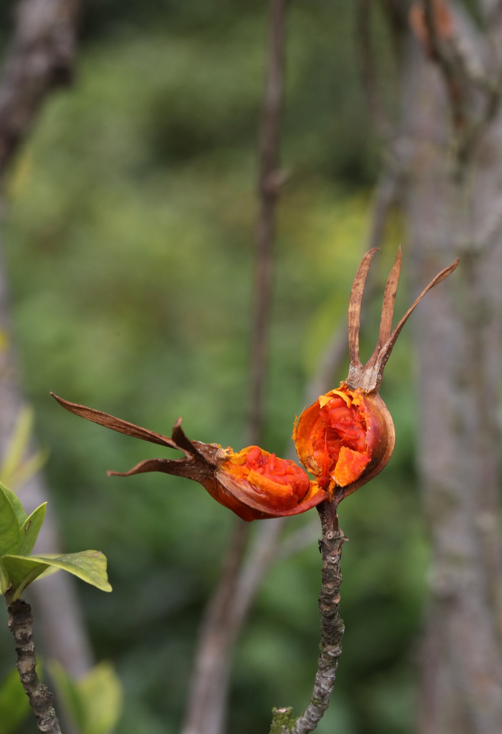 栀子图片，栀子树，栀子叶，栀子果实图片