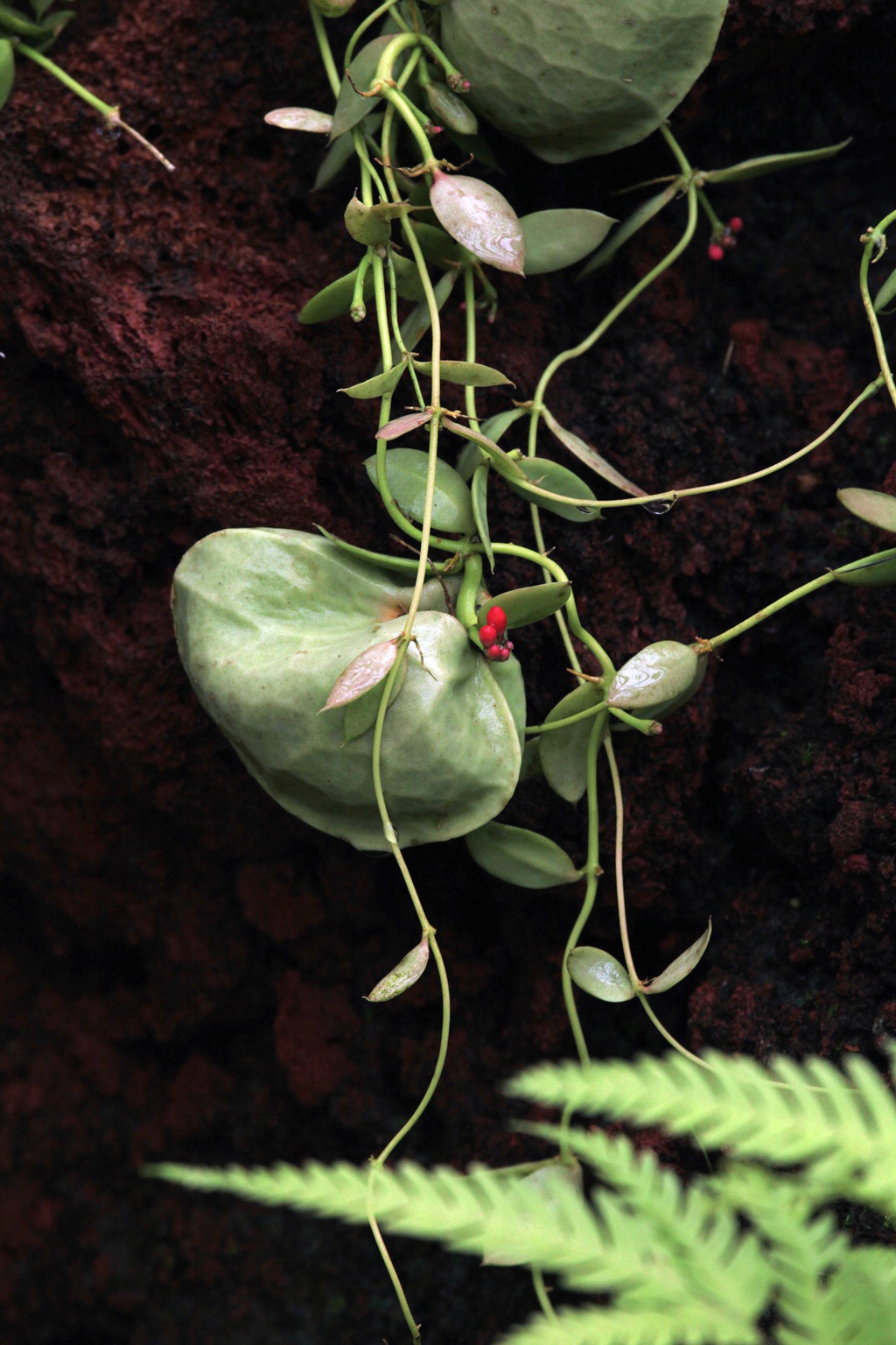 长的像元宝，又像荷包的奇异藤本植物青蛙藤高清图片