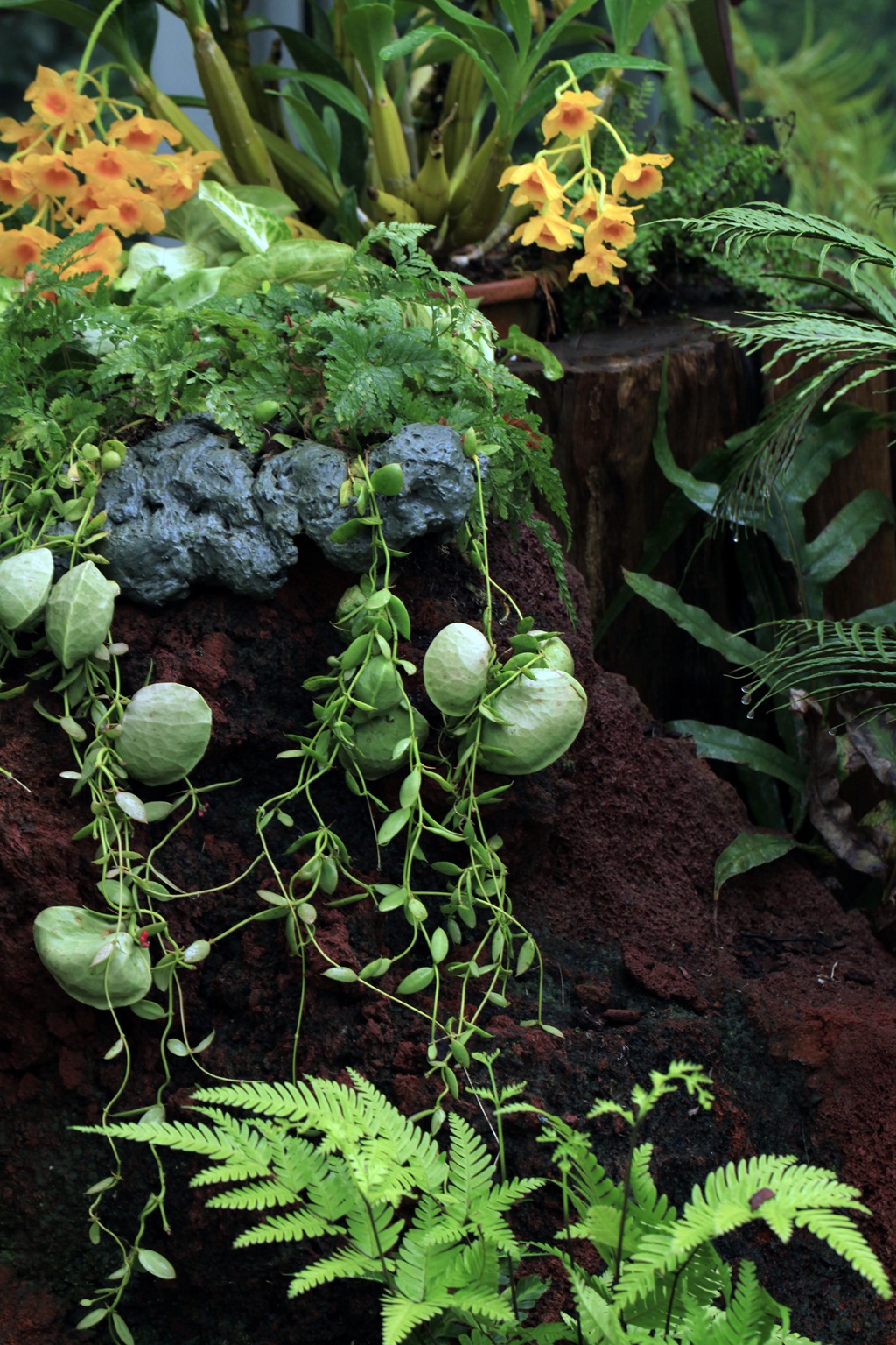 长的像元宝，又像荷包的奇异藤本植物青蛙藤高清图片