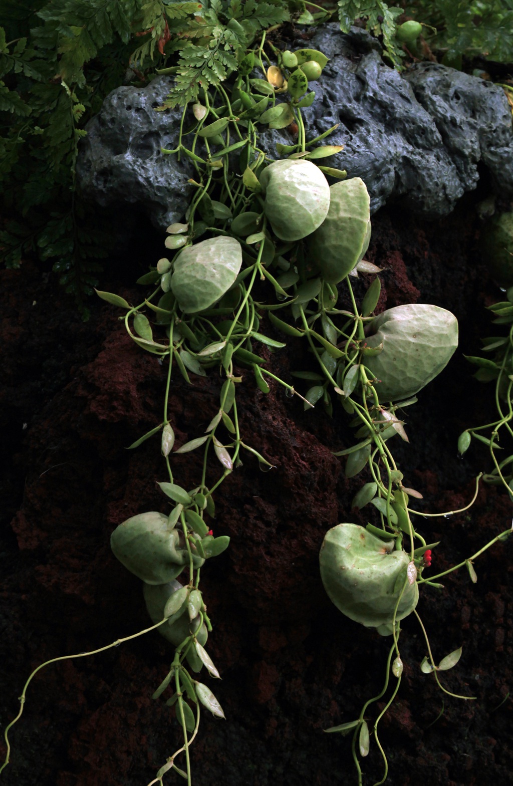 长的像元宝，又像荷包的奇异藤本植物青蛙藤高清图片