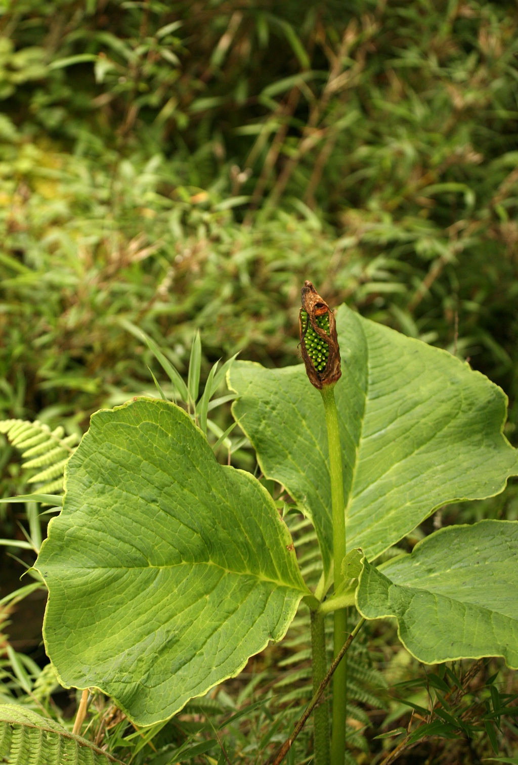 野外，长有硕大叶片的野生植物象南星图片