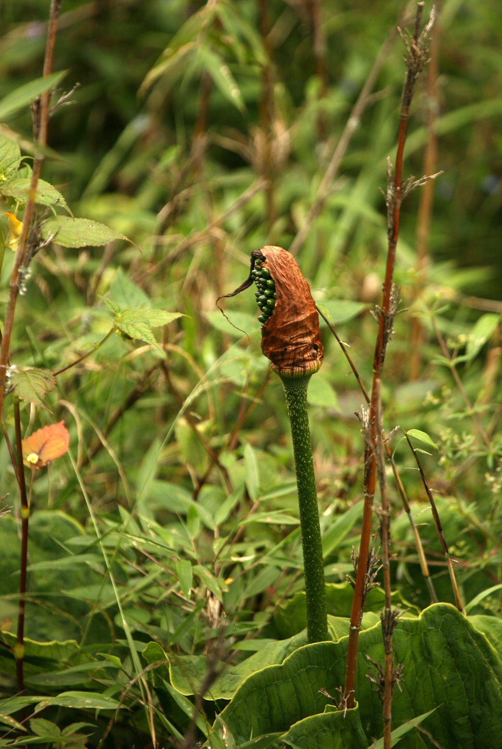 野外，长有硕大叶片的野生植物象南星图片