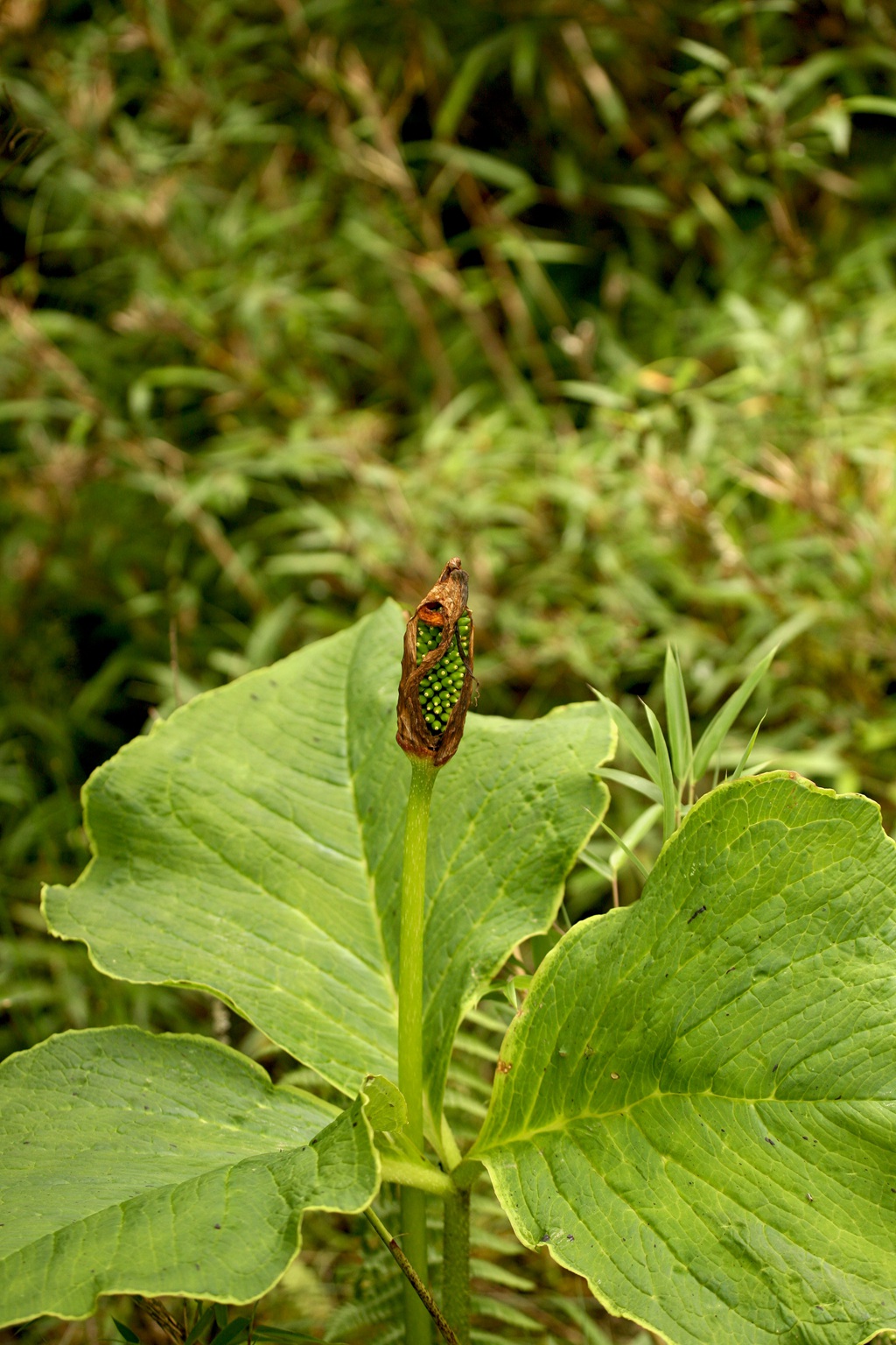 野外，长有硕大叶片的野生植物象南星图片
