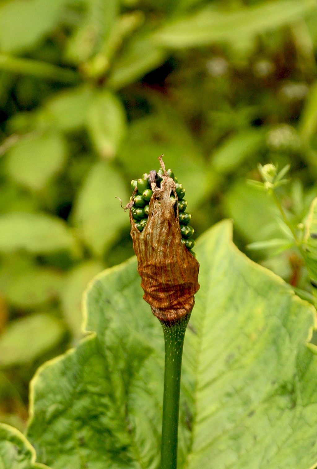 野外，长有硕大叶片的野生植物象南星图片