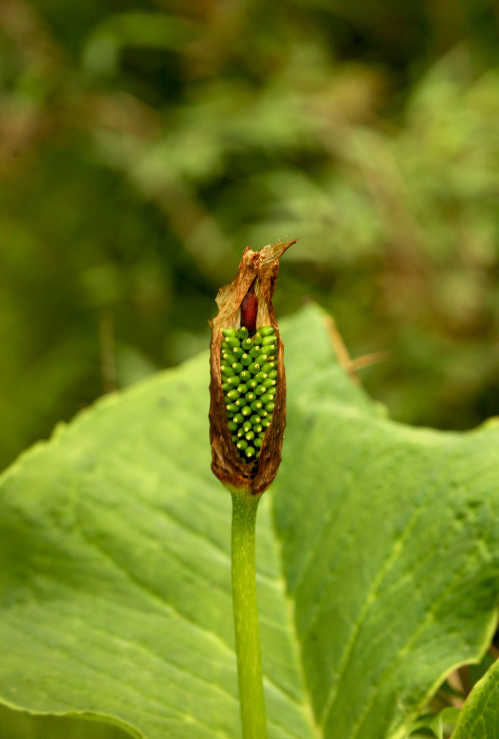 野外，长有硕大叶片的野生植物象南星图片