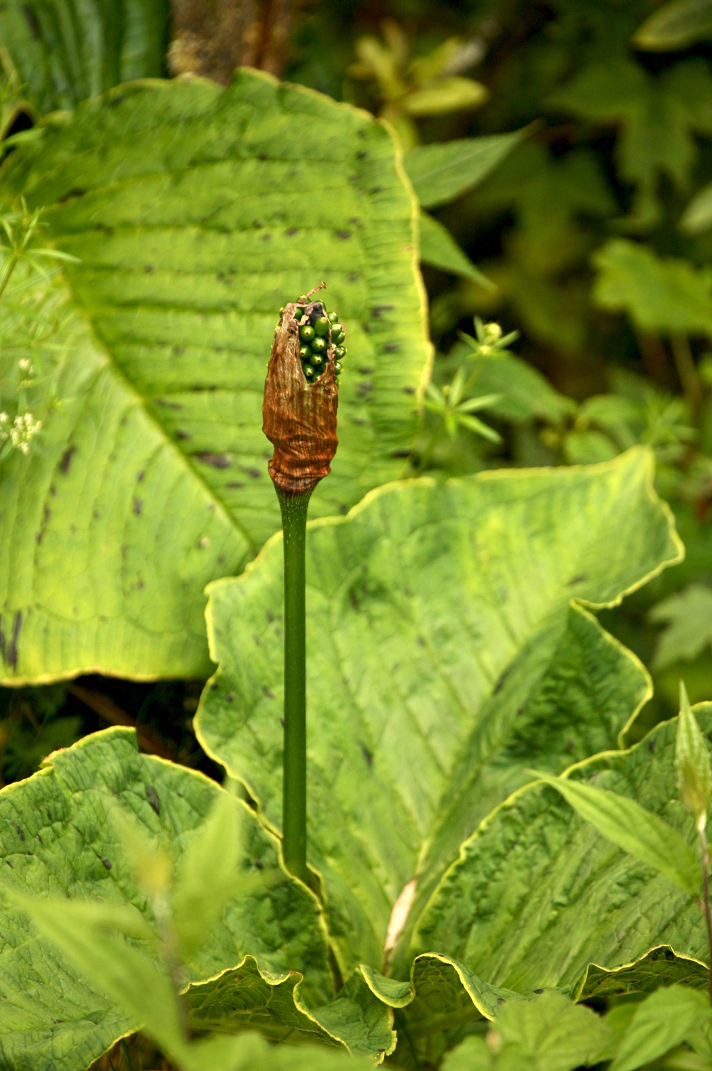 野外，长有硕大叶片的野生植物象南星图片
