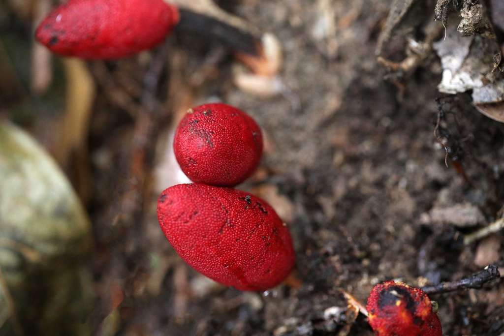 生长于荫蔽林中，湿润土壤处的药植红冬蛇菰高清图片
