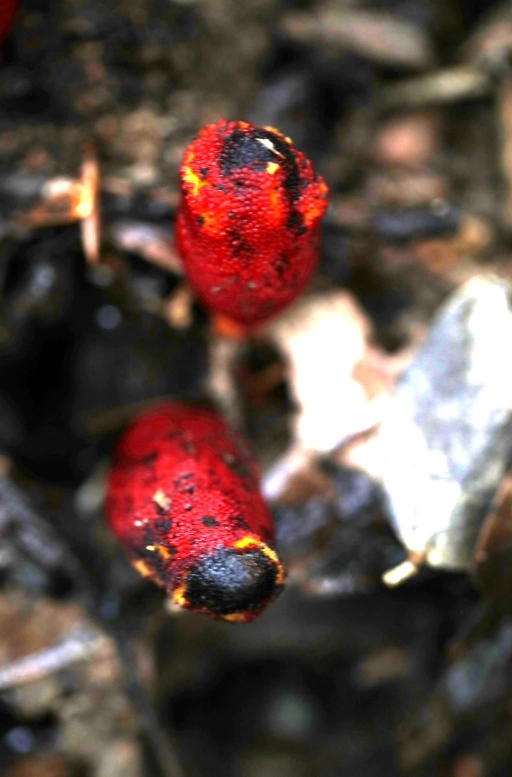 生长于荫蔽林中，湿润土壤处的药植红冬蛇菰高清图片