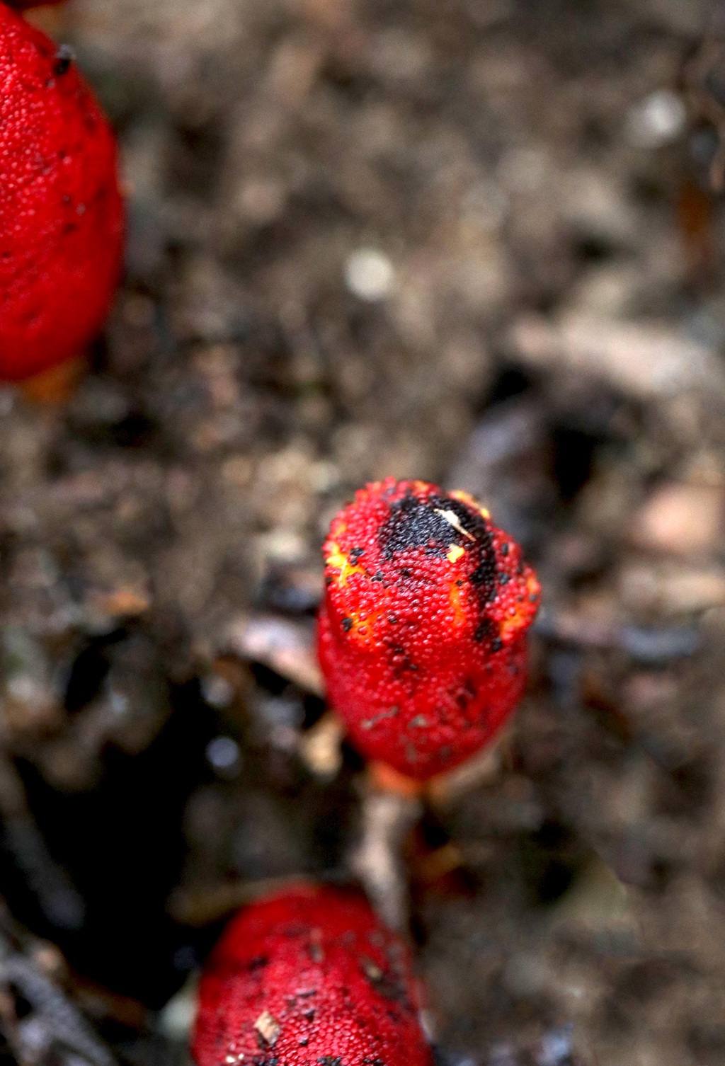 生长于荫蔽林中，湿润土壤处的药植红冬蛇菰高清图片