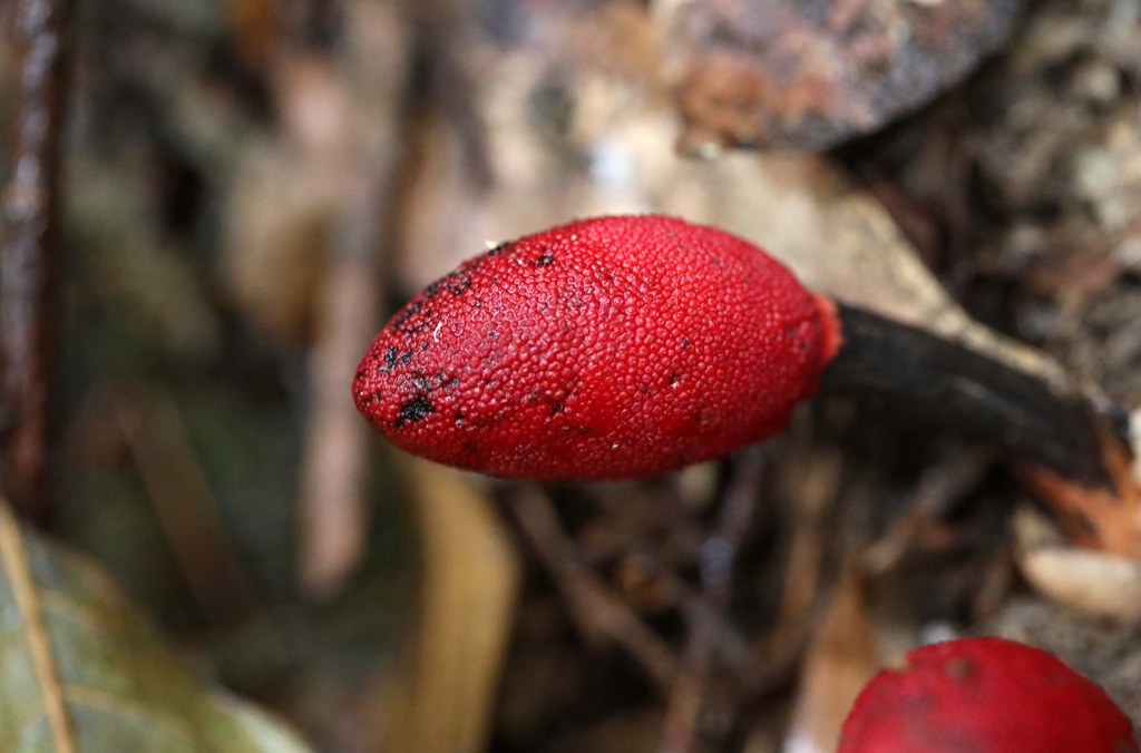 生长于荫蔽林中，湿润土壤处的药植红冬蛇菰高清图片