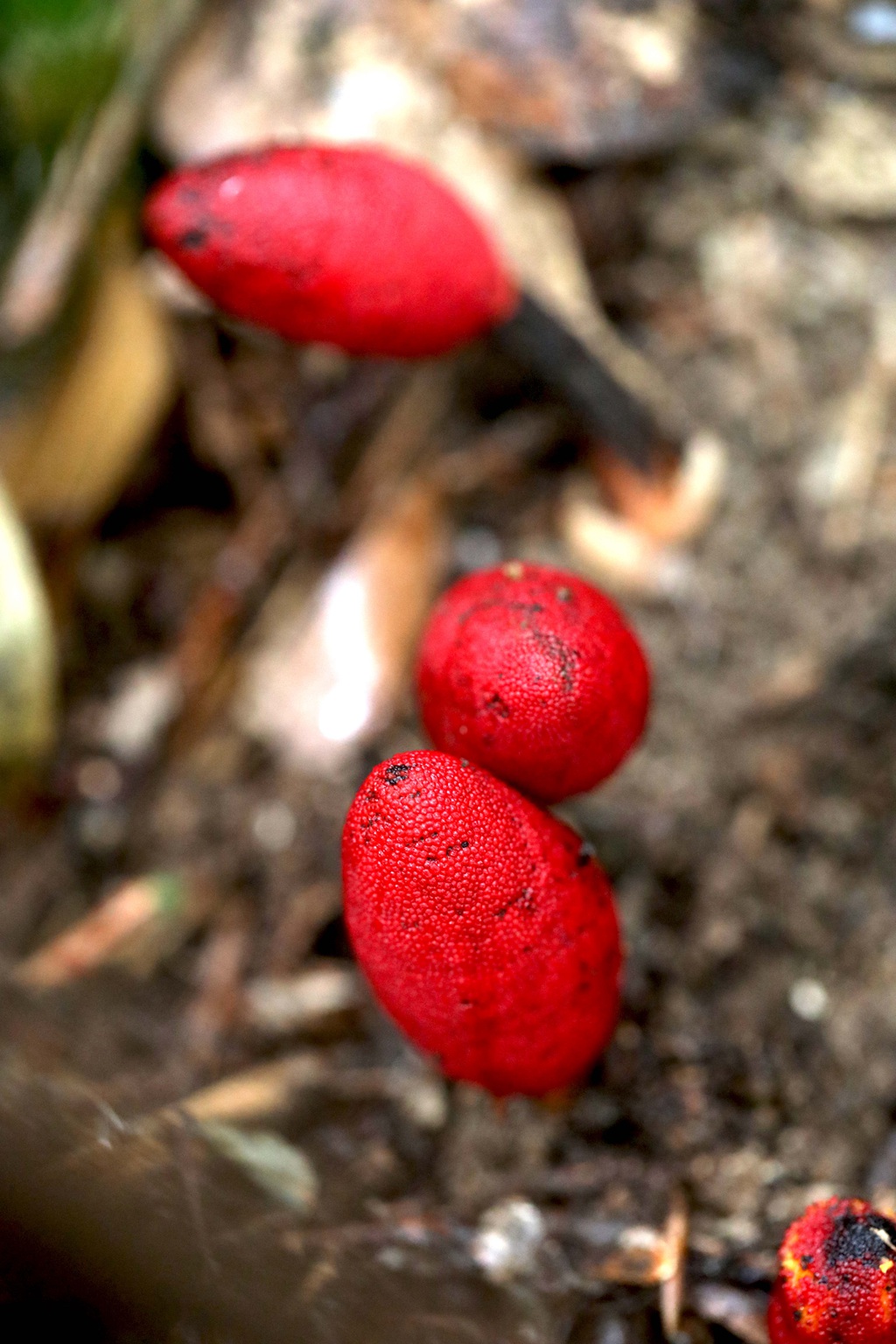 生长于荫蔽林中，湿润土壤处的药植红冬蛇菰高清图片