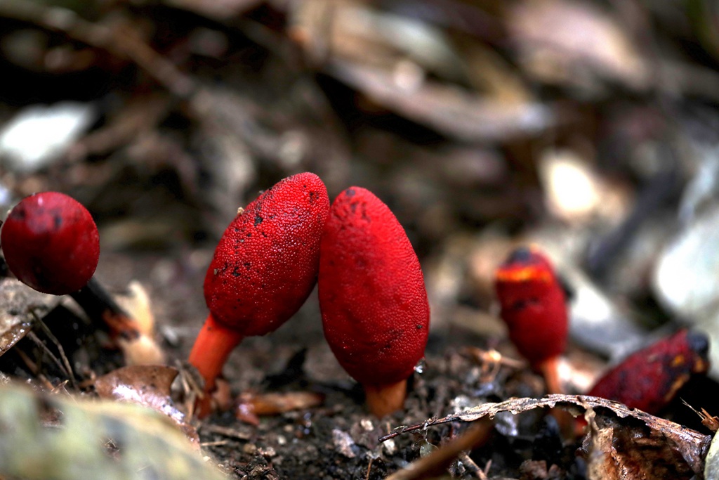 生长于荫蔽林中，湿润土壤处的药植红冬蛇菰高清图片