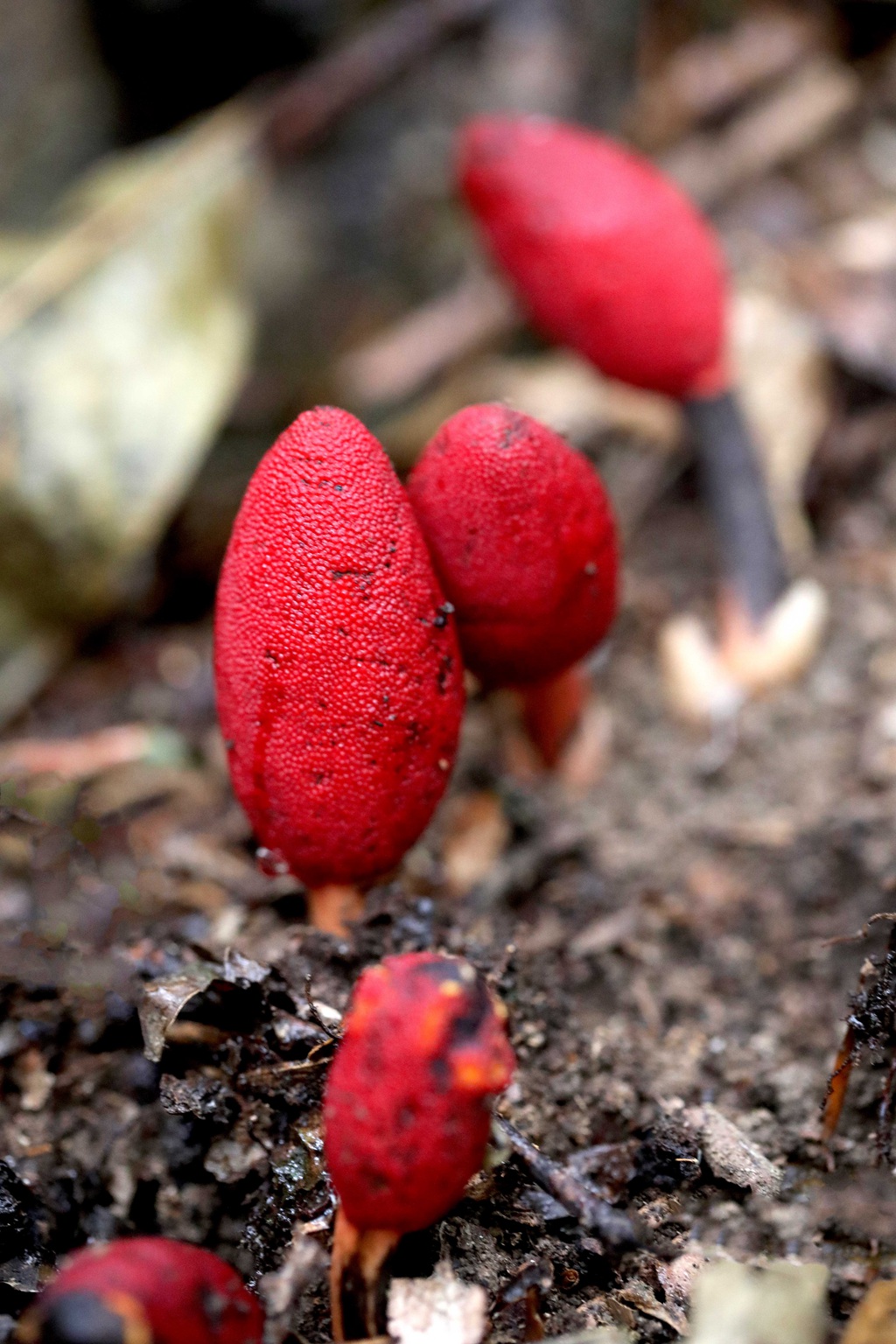 生长于荫蔽林中，湿润土壤处的药植红冬蛇菰高清图片