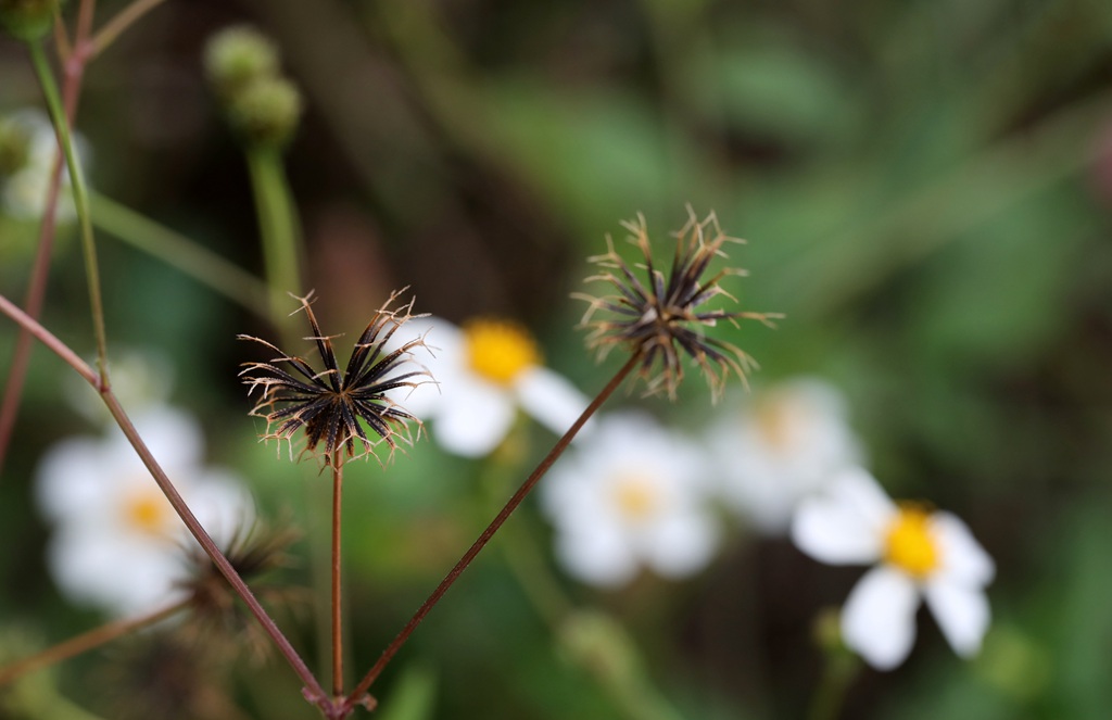 常见于村旁、路边及荒地中野草，草本植物鬼针草高清图片