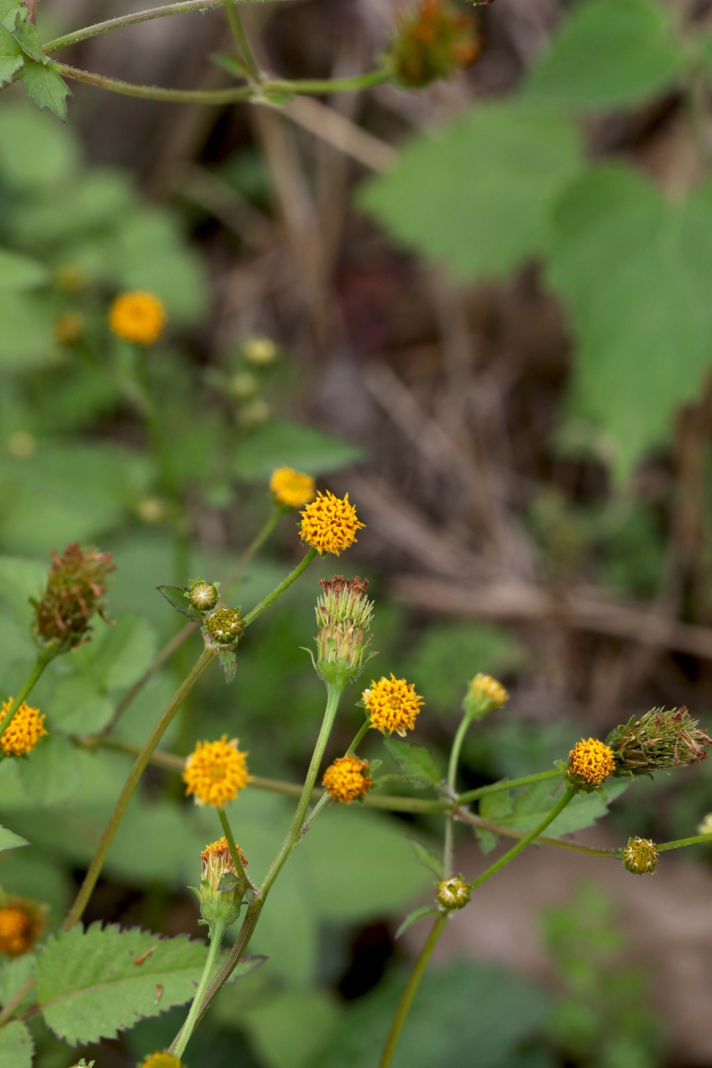 常见于村旁、路边及荒地中野草，草本植物鬼针草高清图片