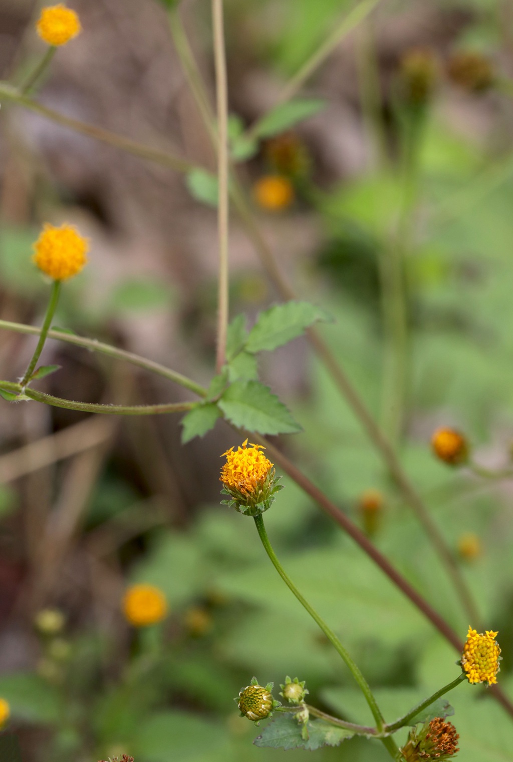 常见于村旁、路边及荒地中野草，草本植物鬼针草高清图片