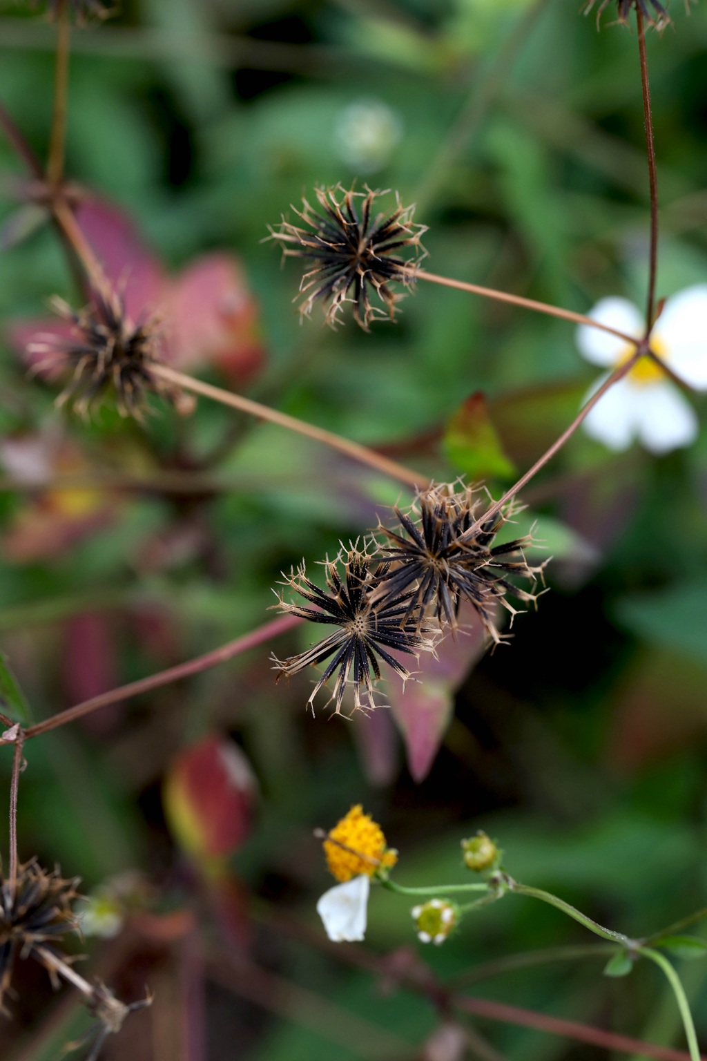 常见于村旁、路边及荒地中野草，草本植物鬼针草高清图片
