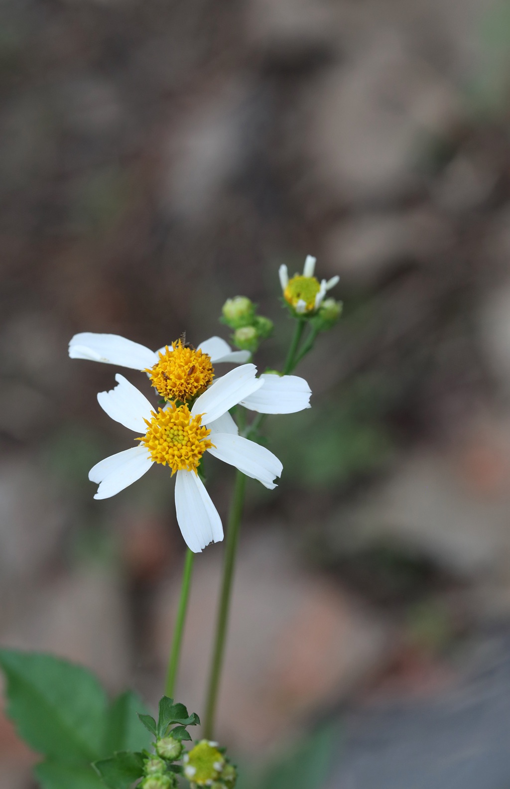 常见于村旁、路边及荒地中野草，草本植物鬼针草高清图片