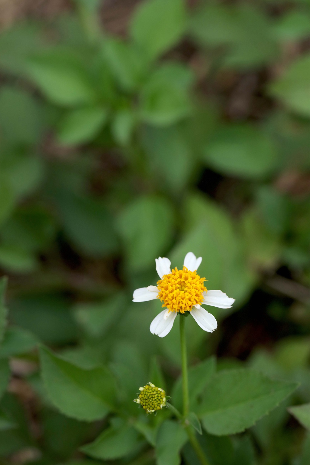常见于村旁、路边及荒地中野草，草本植物鬼针草高清图片
