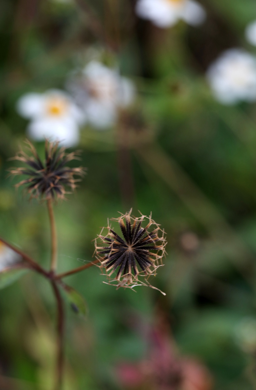 常见于村旁、路边及荒地中野草，草本植物鬼针草高清图片