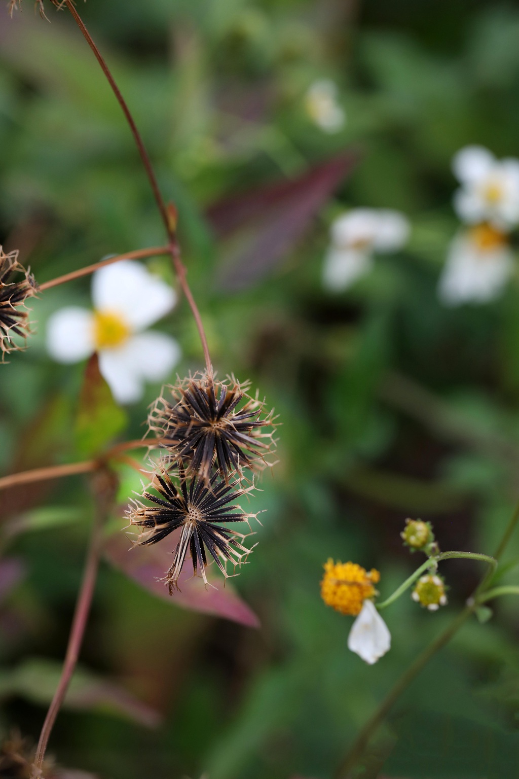 常见于村旁、路边及荒地中野草，草本植物鬼针草高清图片