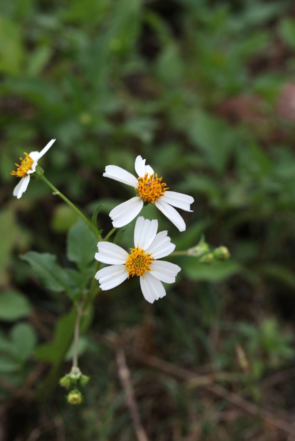 常见于村旁、路边及荒地中野草，草本植物鬼针草高清图片